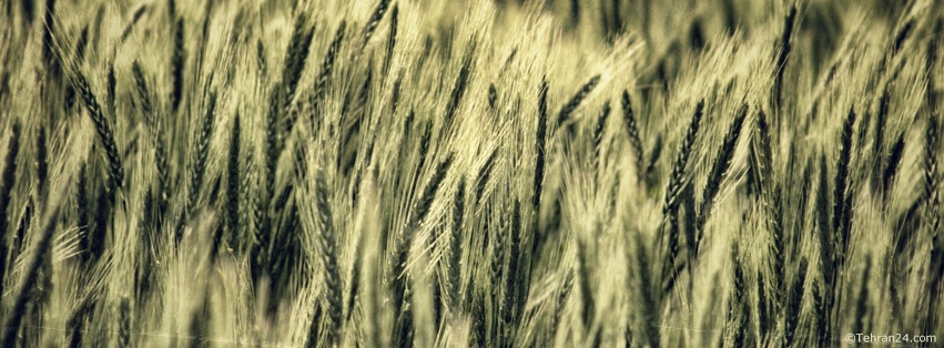 Wheat - Facebook Cover