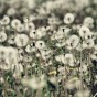 Dandelion - Facebook Cover