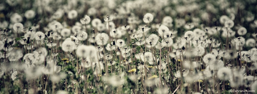 Dandelion - Facebook Cover