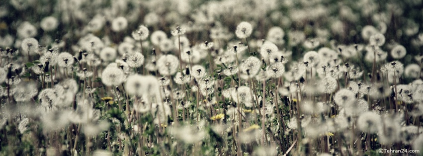 Dandelion - Facebook Cover