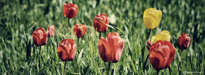 Tulip  - Facebook Cover